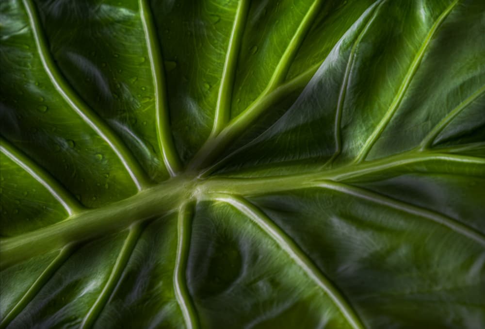 Tropical Leaf Veins by Stephan Rückert — canvas wall art