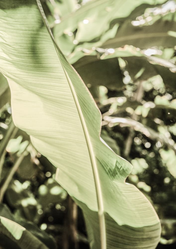 Emerald Canopy by Shot by Clint — canvas wall art