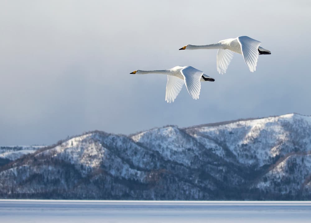 Winter Swans in Flight by C.S. Tjandra — canvas wall art