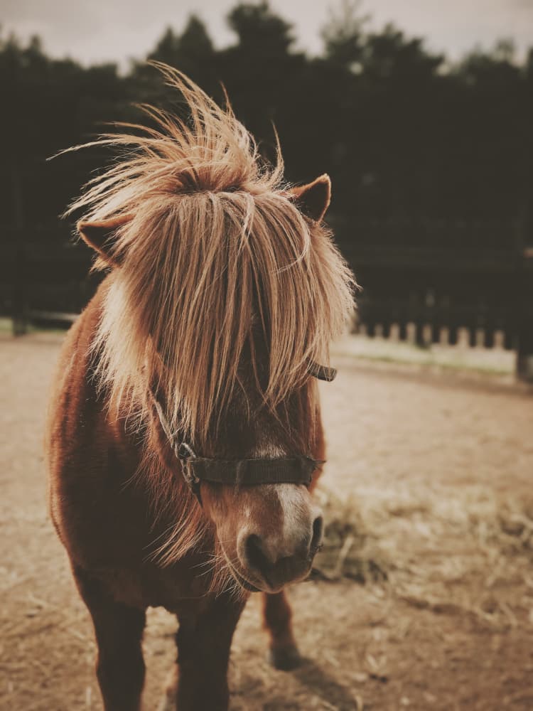 Adorable Shaggy Pony by Javier Pardina — canvas wall art