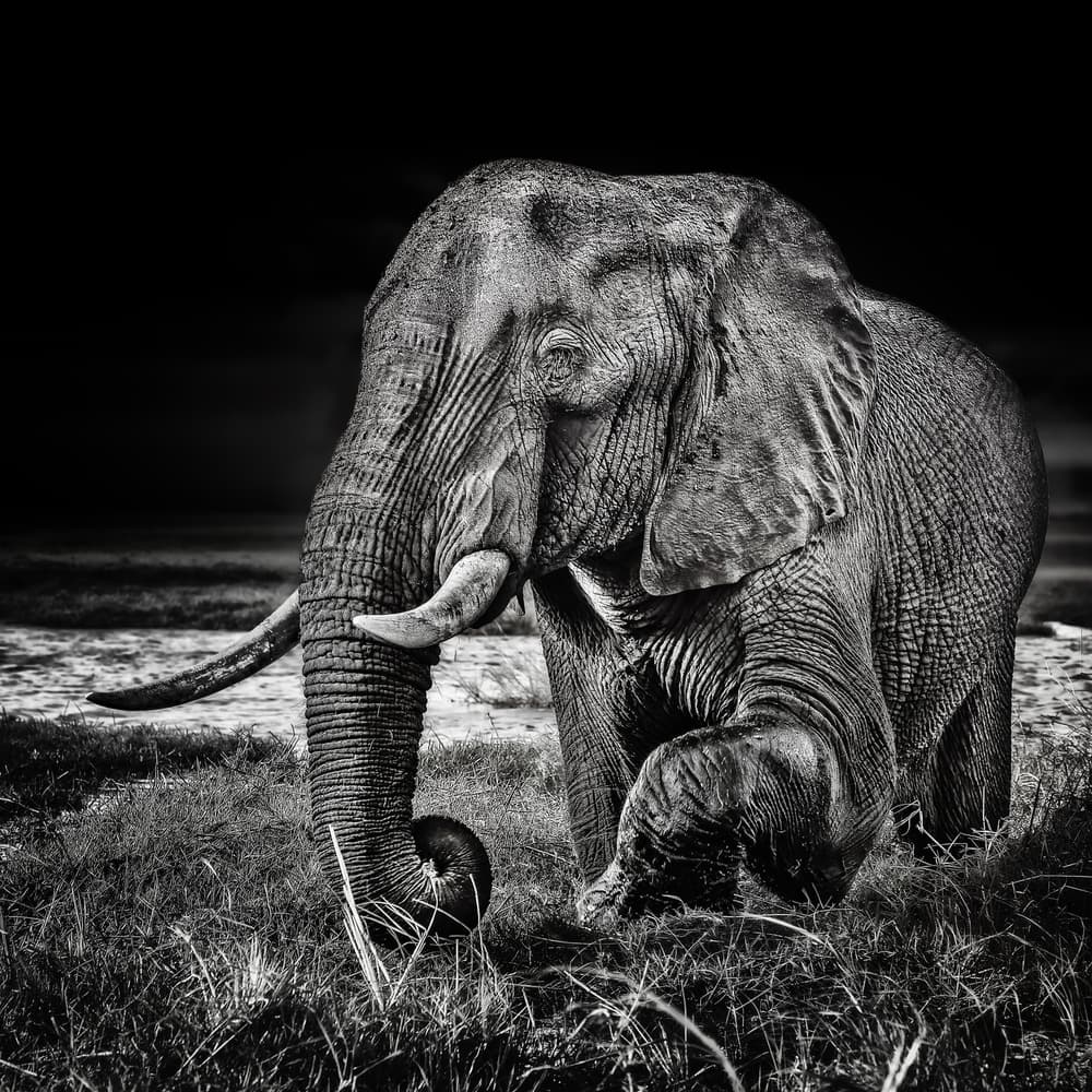 Black and White Elephant by Piet Flour — canvas wall art