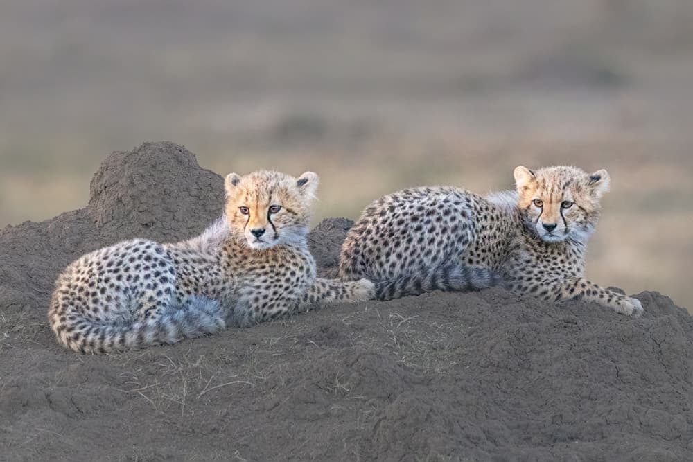 Cheetah Cubs Resting by Yun Thwaits — canvas wall art