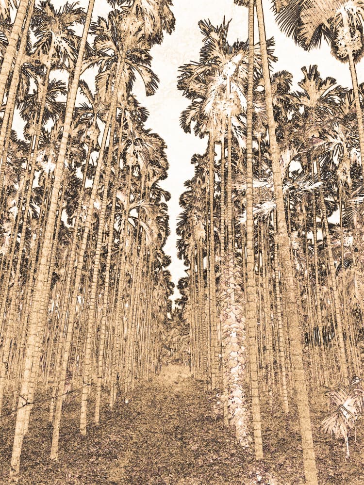 Vintage Palm Pathway by Santhosh ch — canvas wall art