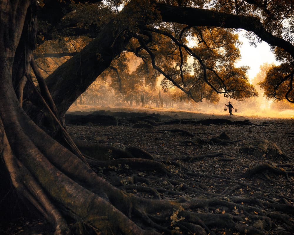 Ancient Forest Golden Glow by Ahmed Abdulazim — canvas wall art