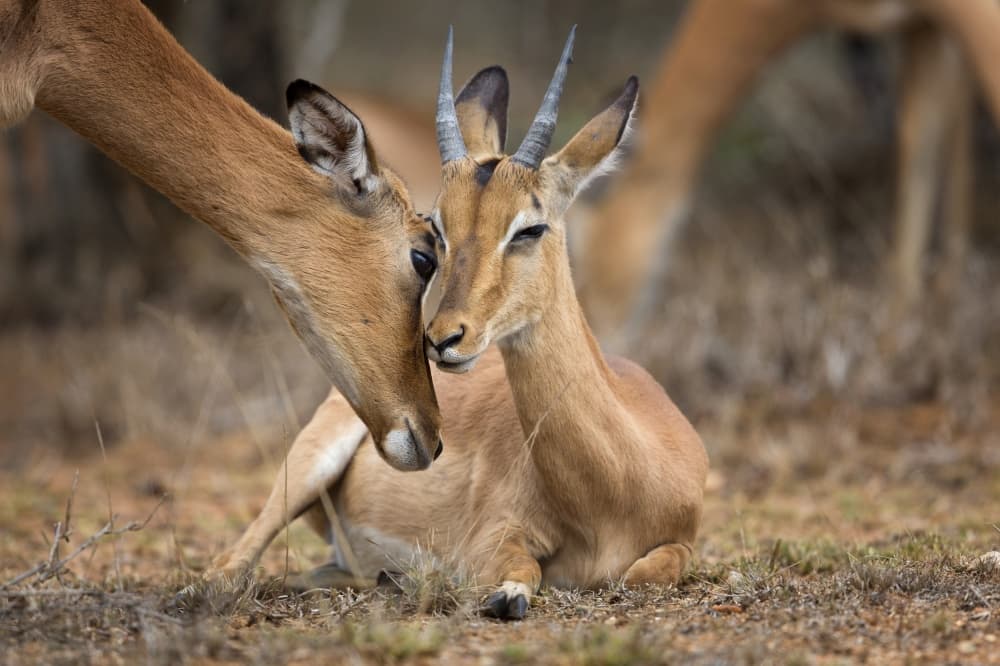 Gentle Impala Embrace by Mario Moreno — canvas wall art