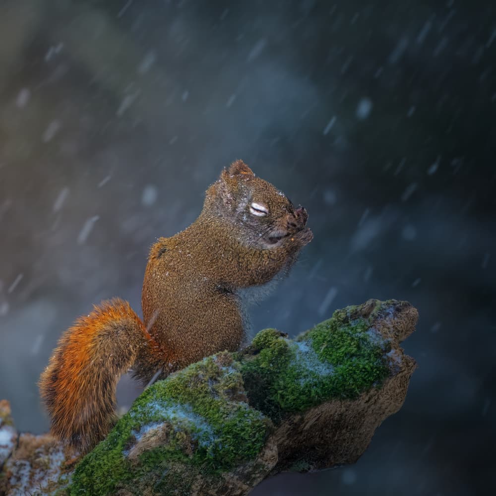 Happy Squirrel Snowfall by Jacob (Jian) Xu — canvas wall art