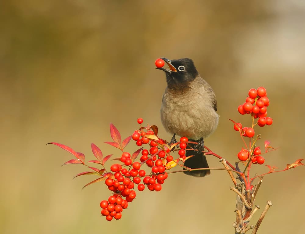 Bird Eating Red Berries by Shlomo Waldmann — canvas wall art