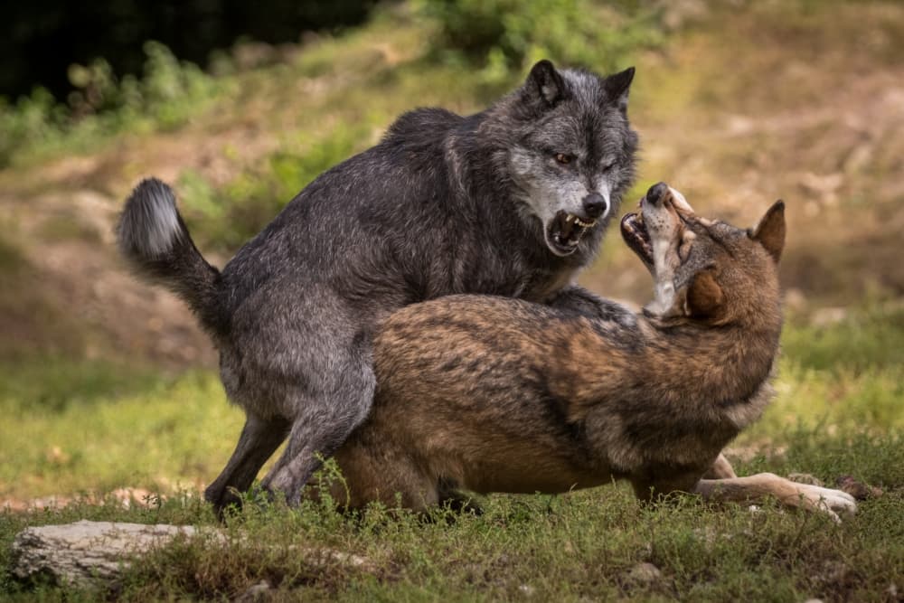 Intense Wolf Fight by Sebastian Graf — canvas wall art