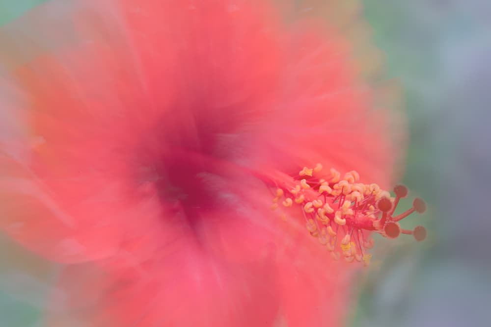 Soft Pink Hibiscus by Florent Dirk Thies — canvas wall art