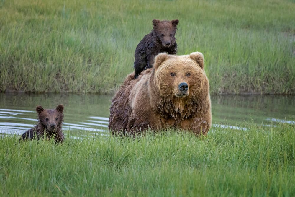 Grizzly Mama and Cubs by Renee Doyle — canvas wall art