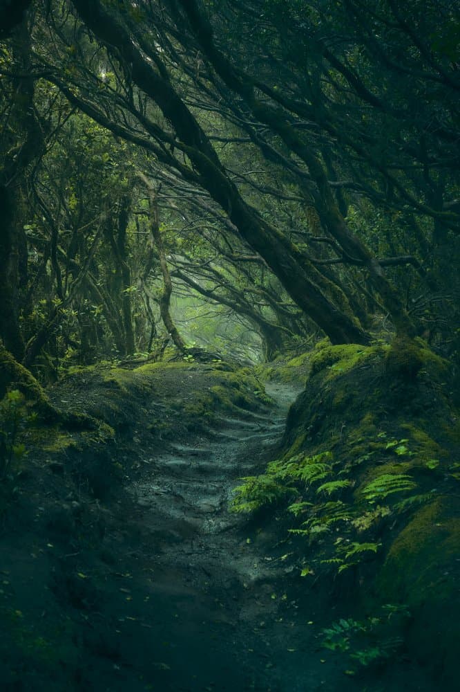 Deep Forest Path by Javier de la Torre — canvas wall art