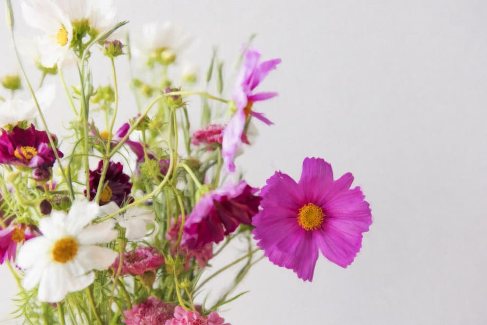 Delicate Cosmos Flowers by Lynann Colligan — canvas wall art