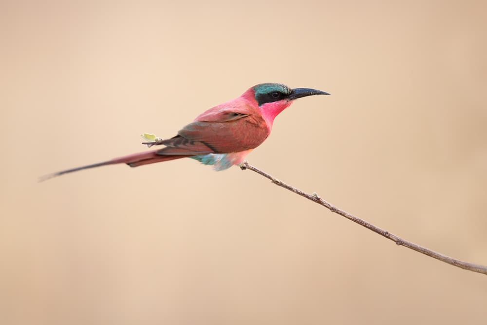 Carmine Bee-eater Perched by Marco Pozzi — canvas wall art
