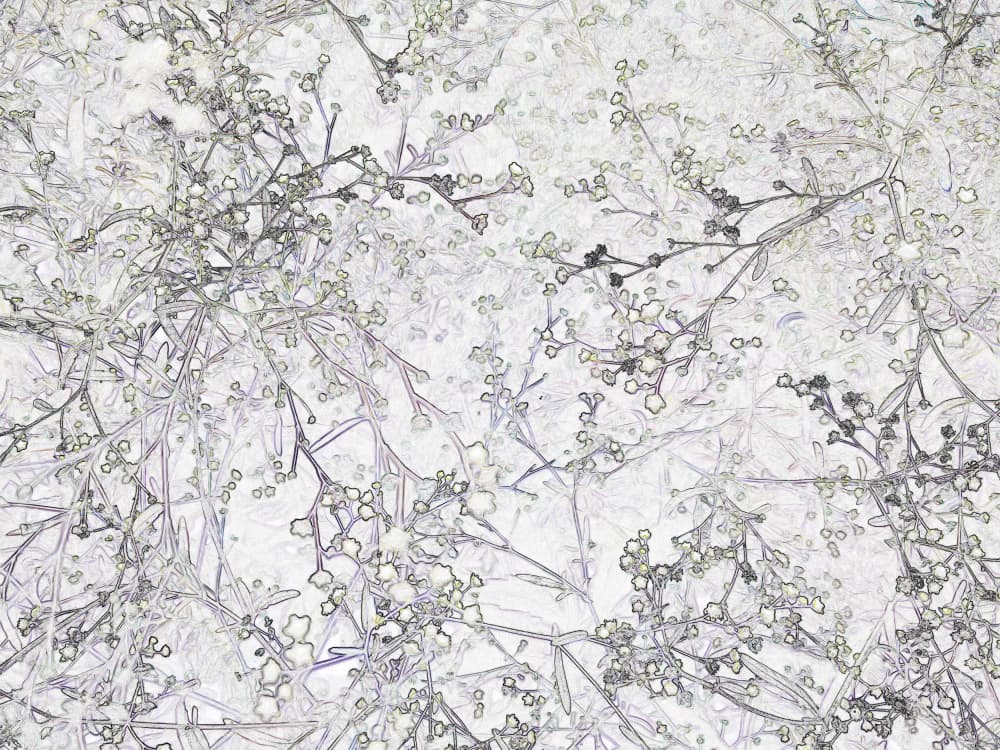 Delicate Budding Branches by Santhosh ch — canvas wall art