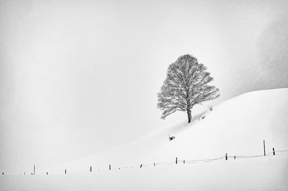 Solitary Winter Tree by Arne Jansen — canvas wall art