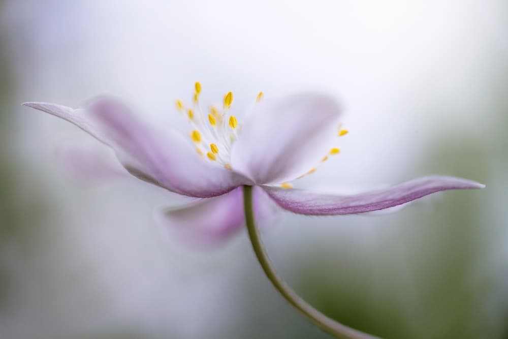Nemorosa*** by Mandy Disher — canvas wall art