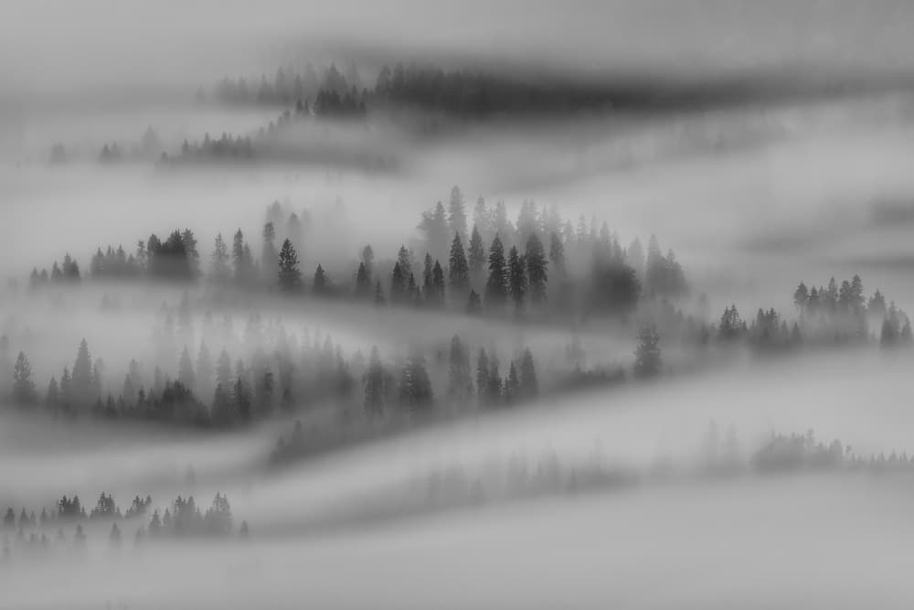 Misty Forest Hills by Marian Kuric QEP — canvas wall art