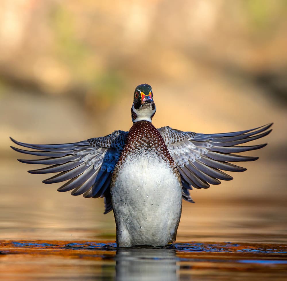 Wood Duck Wings Spread by verdon — canvas wall art