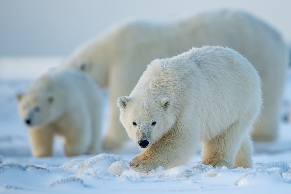 Polar Bear Family in Snow by Hung Tsui — canvas wall art