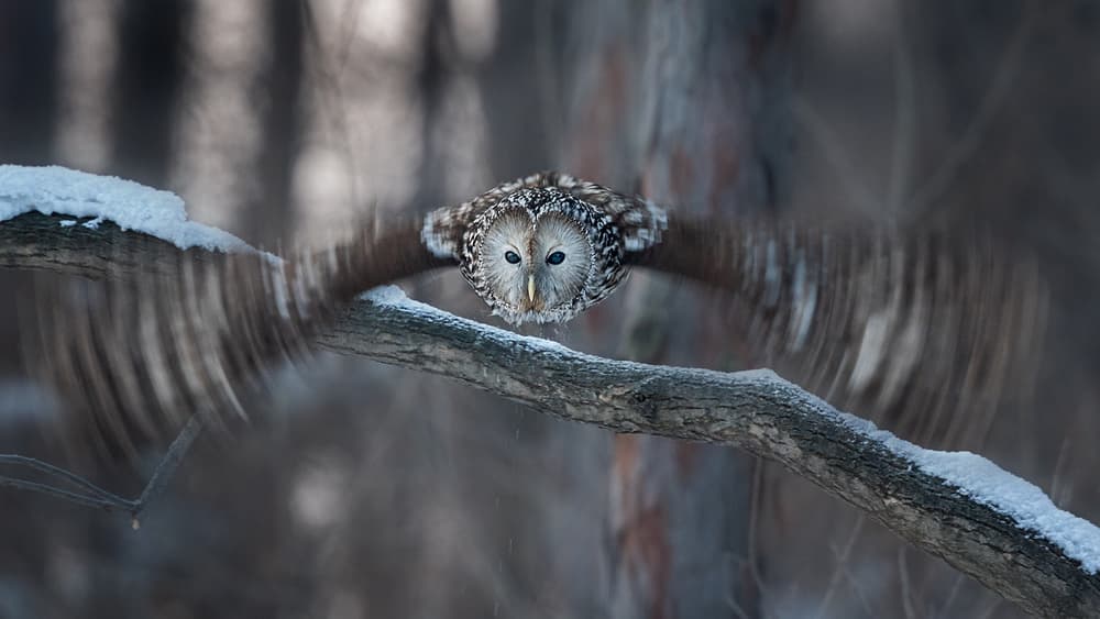 Winter Owl Flight by Annie Poreider — canvas wall art
