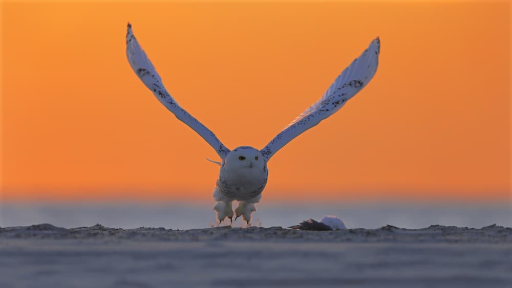 Snowy Owl Sunset Flight by Gavin Lam — canvas wall art