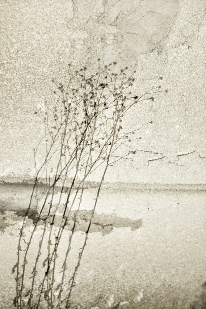 Rustic Botanical Study by Christina Sillen — canvas wall art