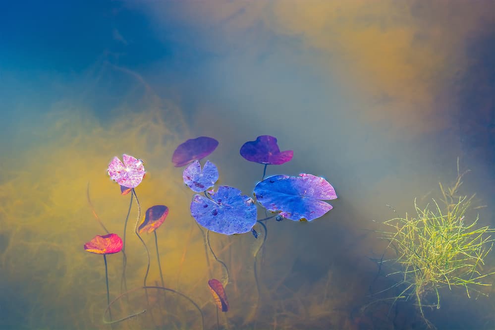 Colorful Pond Flora by Bernardine de Laat — canvas wall art