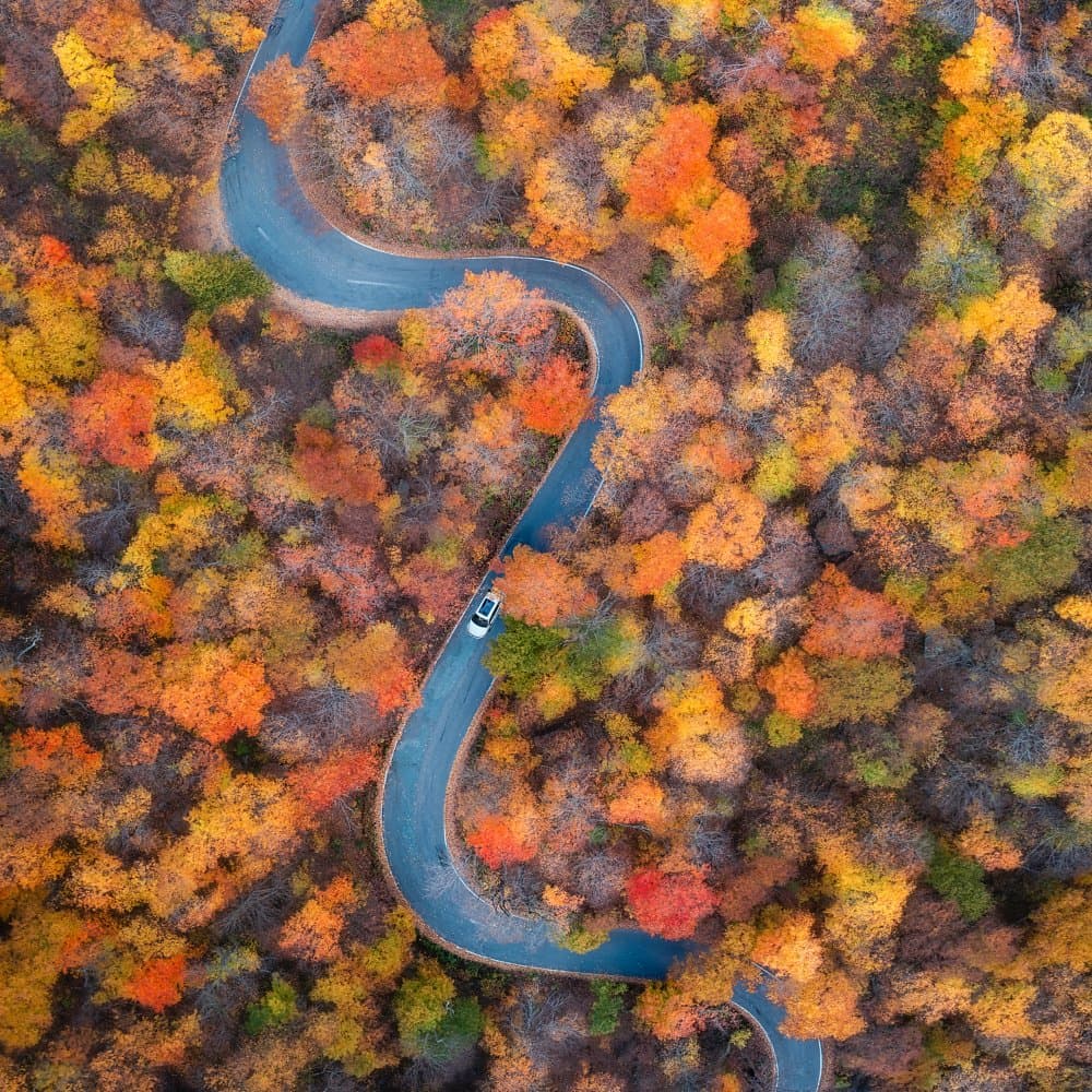 Vibrant Autumn Road Trip by Grant Hou — canvas wall art
