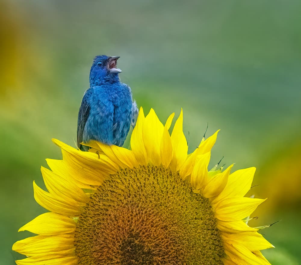 Blue Bird on Sunflower by Yuan Su — canvas wall art