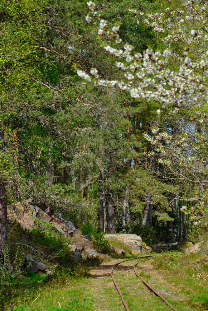 Spring Forest Tracks by Geertjan Plooijer — canvas wall art