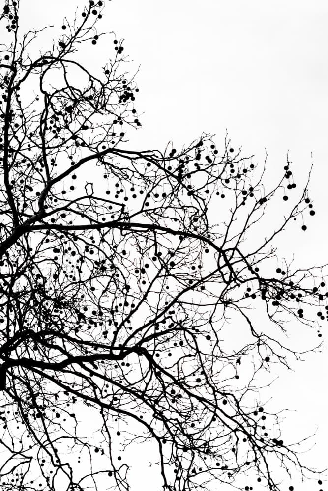 Winter Silhouettes 5