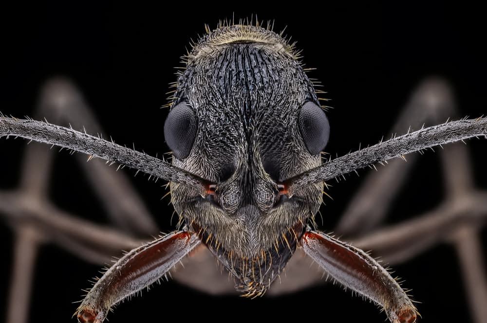 Macro Ant Portrait by Edy Pamungkas — canvas wall art