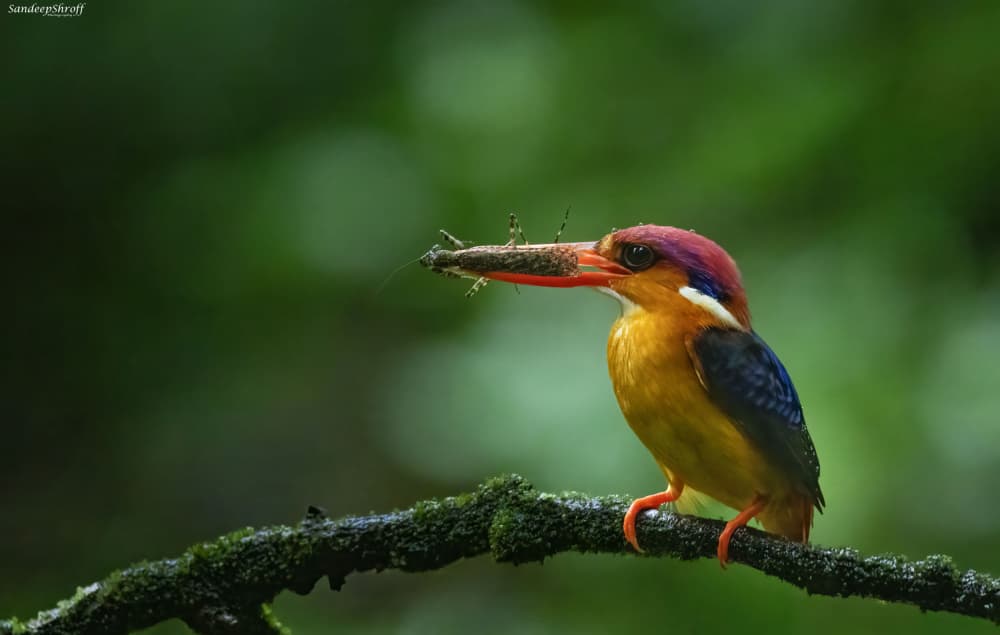 Tropical Kingfisher Catch by Sandeep Shroff — canvas wall art