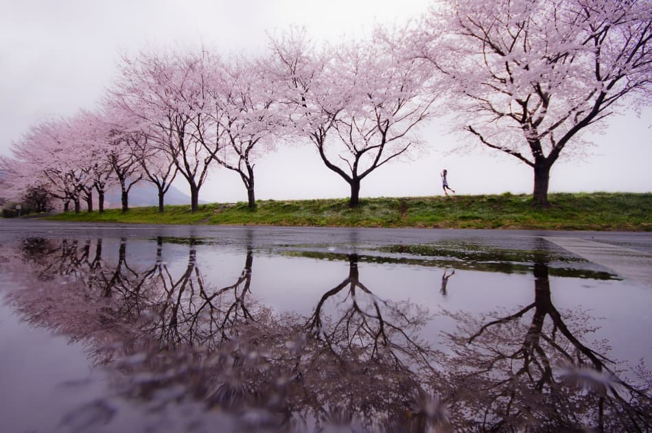 Cherry Blossom Run