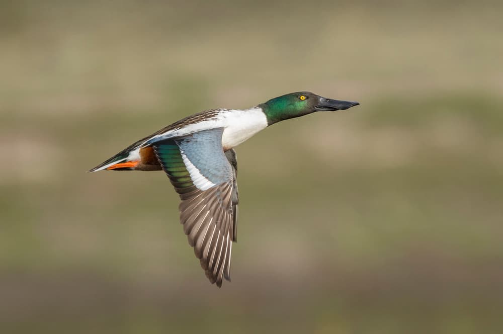 Green Headed Duck Soars by Greg Barsh — canvas wall art