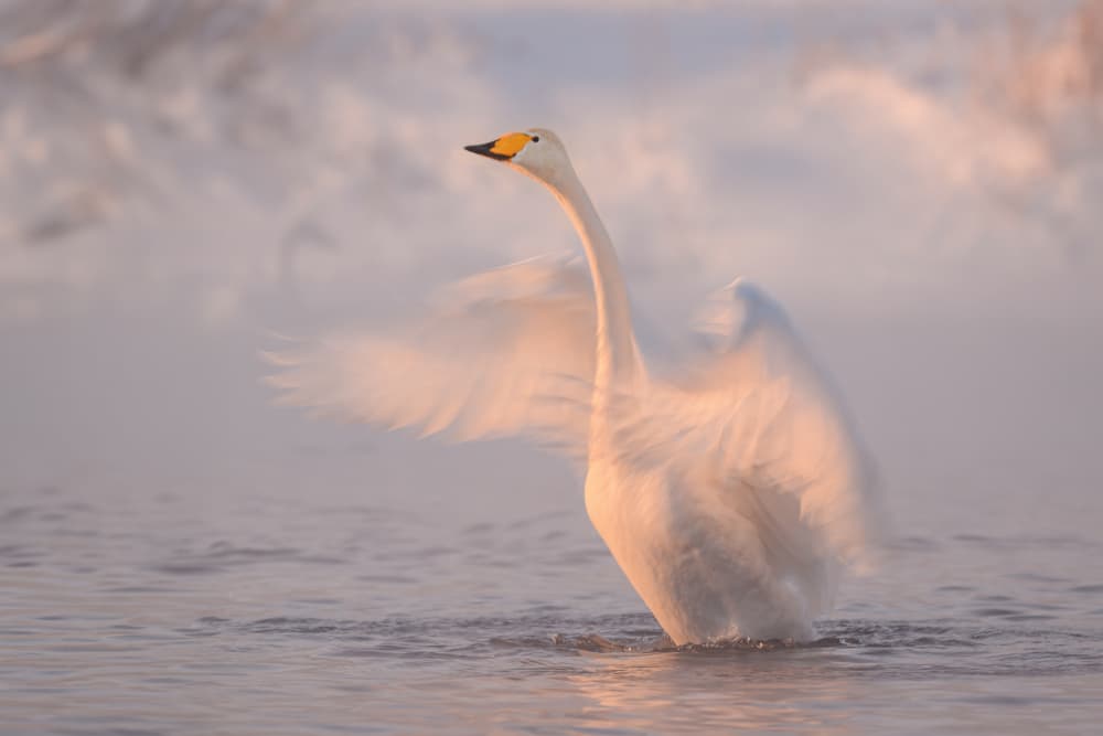 Misty Morning Swan by Alexandr Kukrinov — canvas wall art