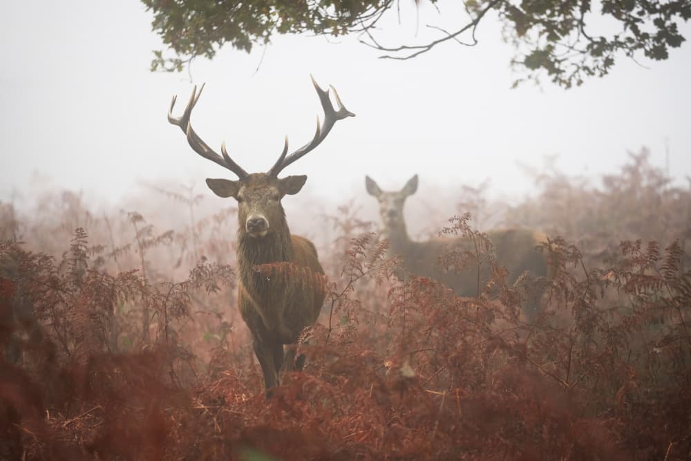 Deer in Misty Forest by Gheorghita Nemtanu — canvas wall art