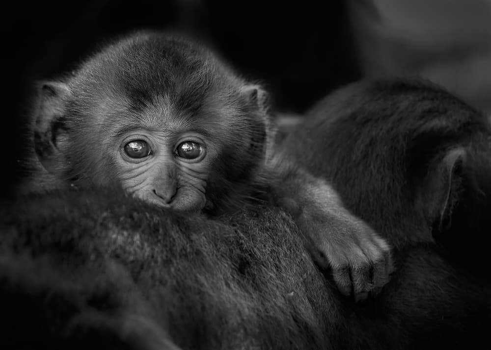 Curious Baby Monkey by Kaisyakuji Yushi — canvas wall art