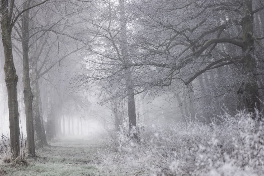 Foggy Winter Morning 1 by Mareike Böhmer — canvas wall art
