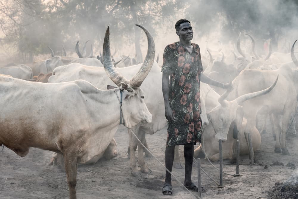 Dinka Man and Cattle by Trevor Cole — canvas wall art