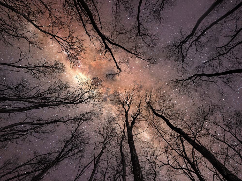 Milky Way Forest Sky by Nicolae  Stefanel Rusu — canvas wall art