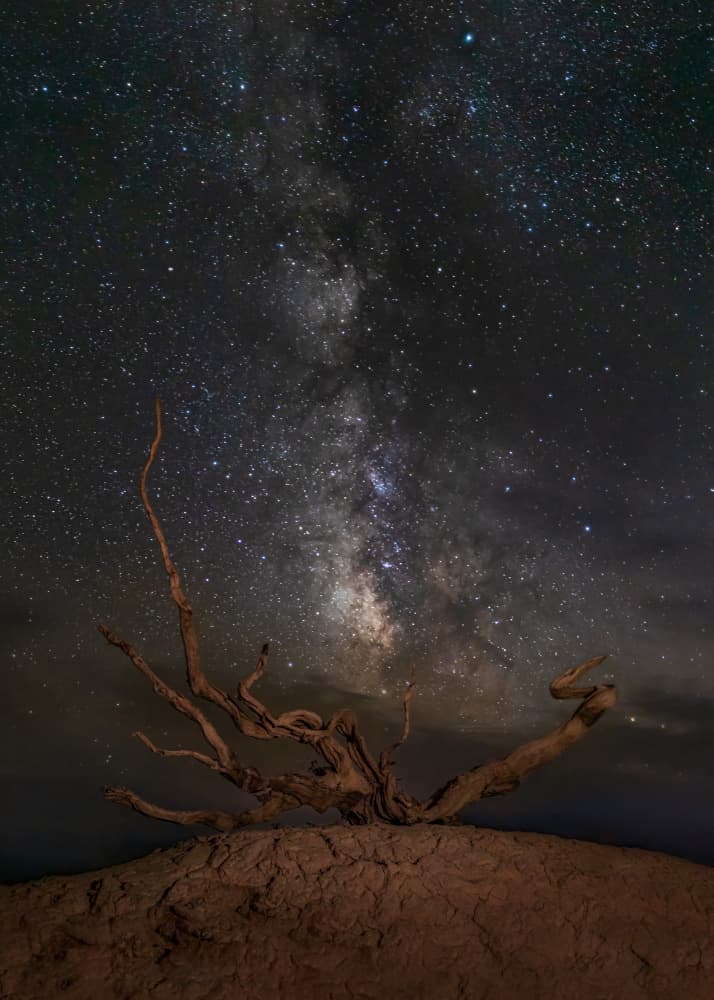 Milky Way Desert Tree by Irene Wu — canvas wall art