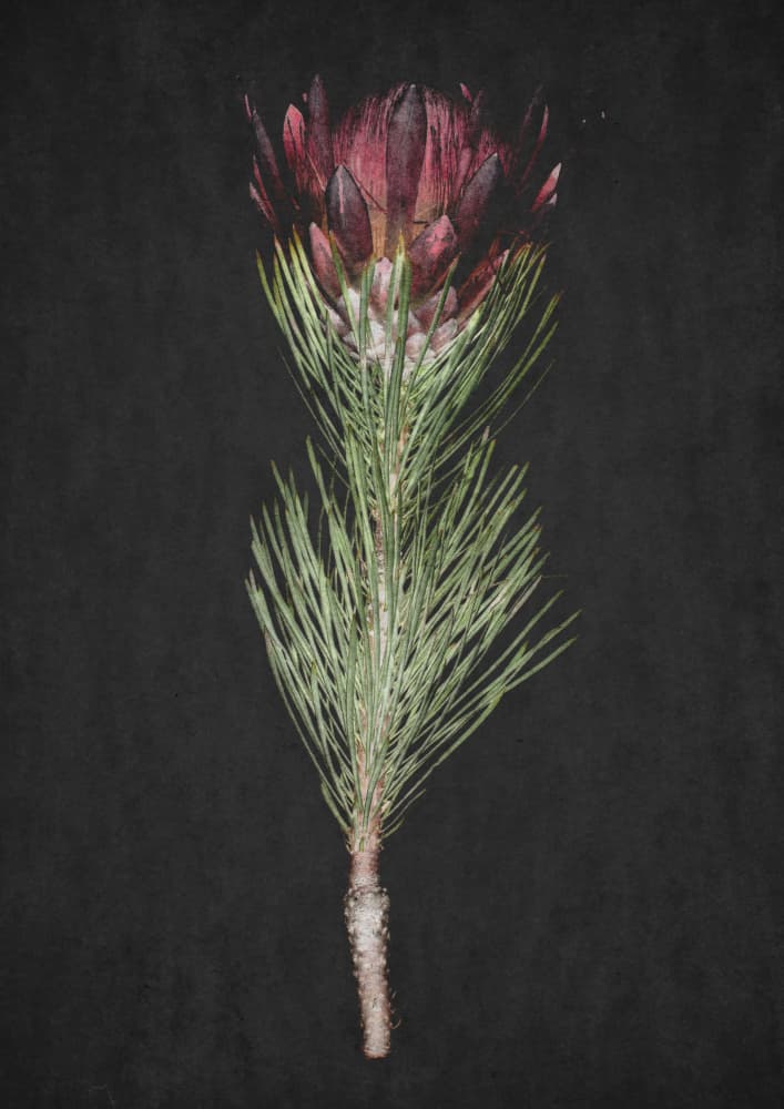 Protea Serenity by Shot by Clint — canvas wall art