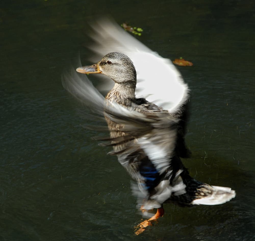 Wild Duck Flapping Wings by Andre Pelletier — canvas wall art
