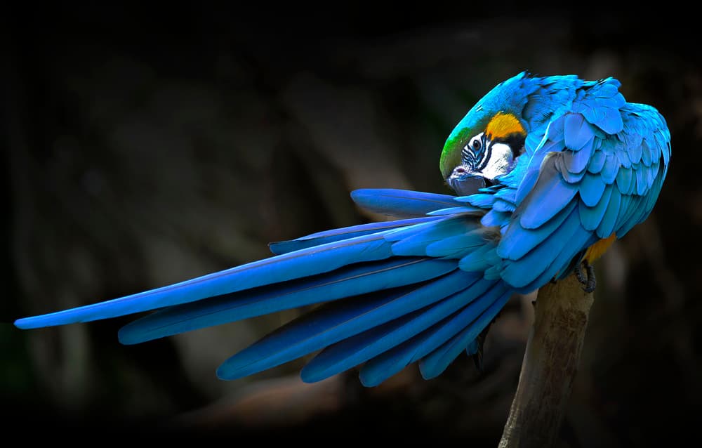 Blue Macaw Preening by Abbas Ali Amir — canvas wall art
