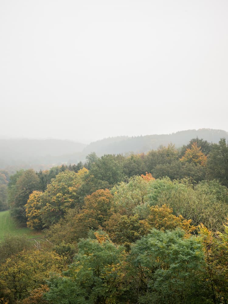 Autumn Forest Canopy | Serene Landscape Photography by Raisa Zwart — canvas wall art