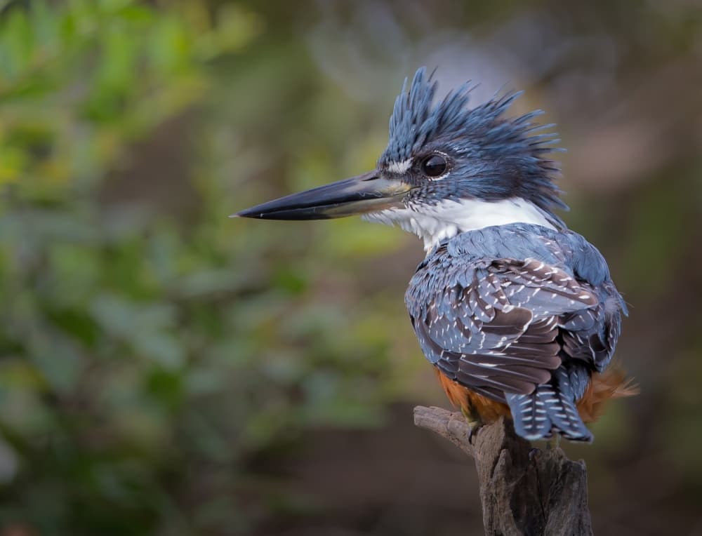 Regal Crested Kingfisher by Greg Barsh — canvas wall art