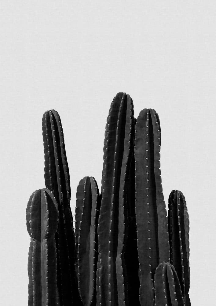 Minimalist Cacti by Orara Studio — canvas wall art