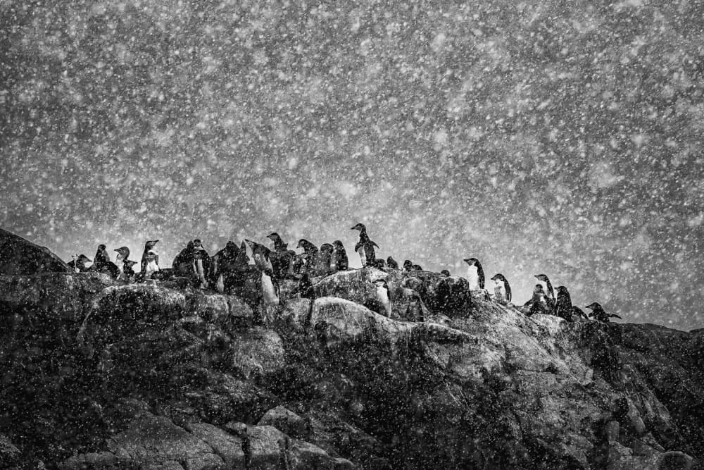 Penguins in Snowstorm by Michel Groleau — canvas wall art