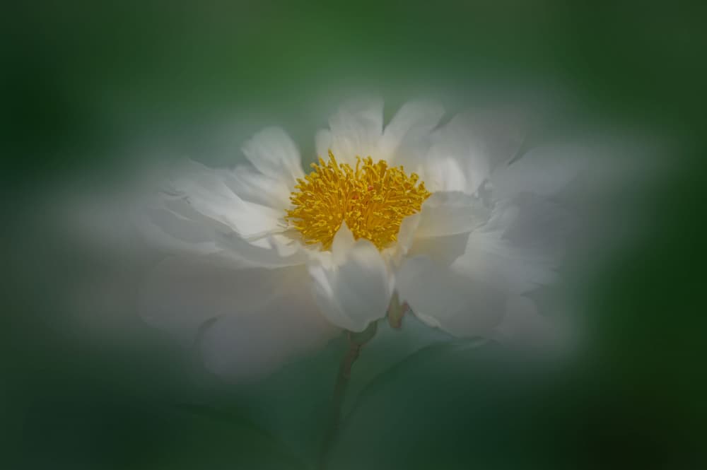 Soft White Peony by Fan Lin (APA) — canvas wall art